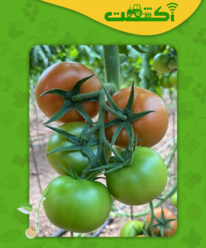 میوه گوجه سندی