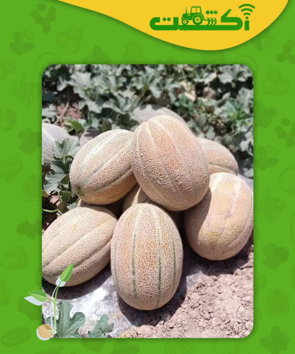 عکس میوه خربزه جانا 5013