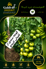 میزان باردهی گوجه سندی