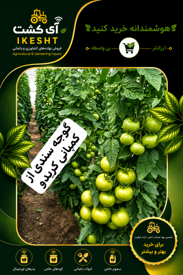میزان باردهی گوجه سندی