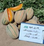 کاشت ملون امید در ایران