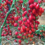 عکس واقعی گوجه سانتیاگو