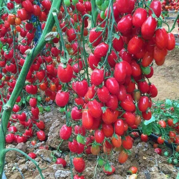 عکس واقعی گوجه سانتیاگو