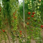 میزان باردهی گوجه سانتیاگو