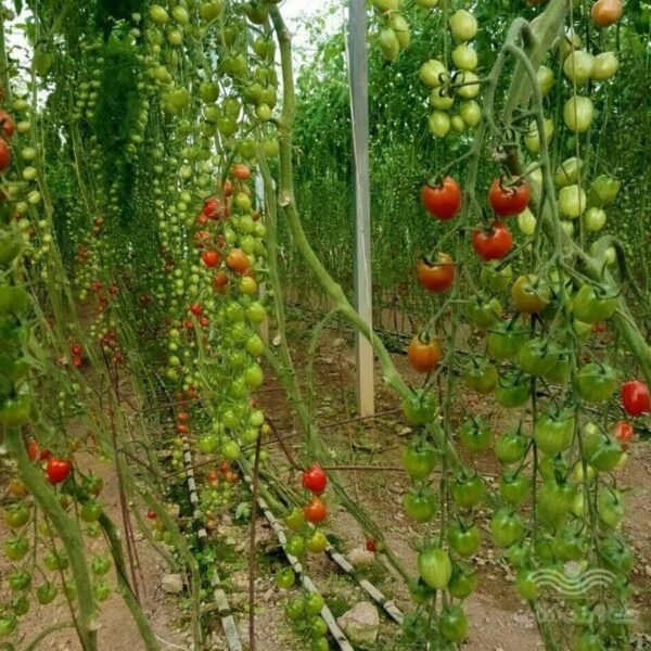 میزان باردهی گوجه سانتیاگو