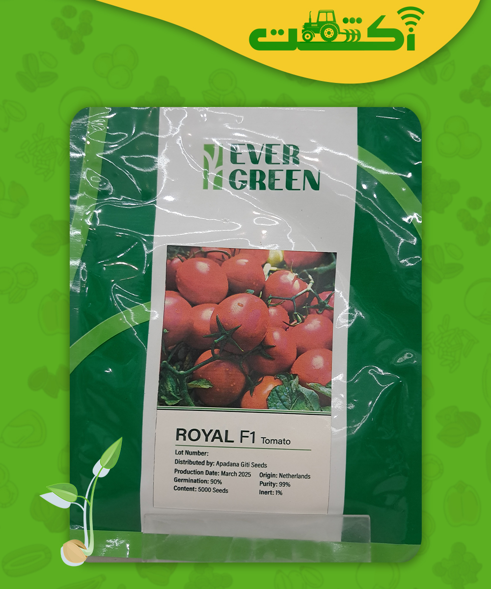 بذر گوجه رویال عکس گوجه رویال
