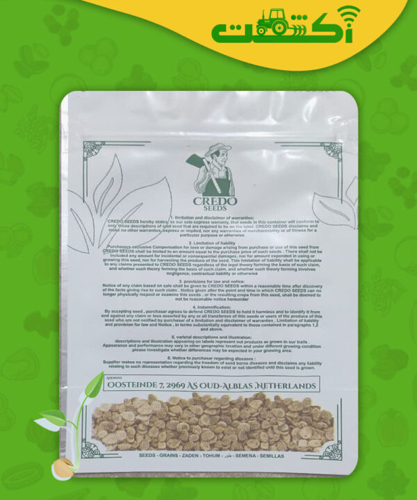 بذر گوجه هلندی