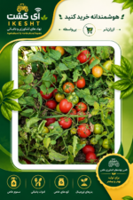 عکس بوته گوجه شارپ