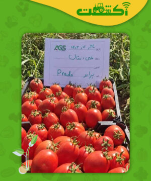 عکس گوجه پرادو