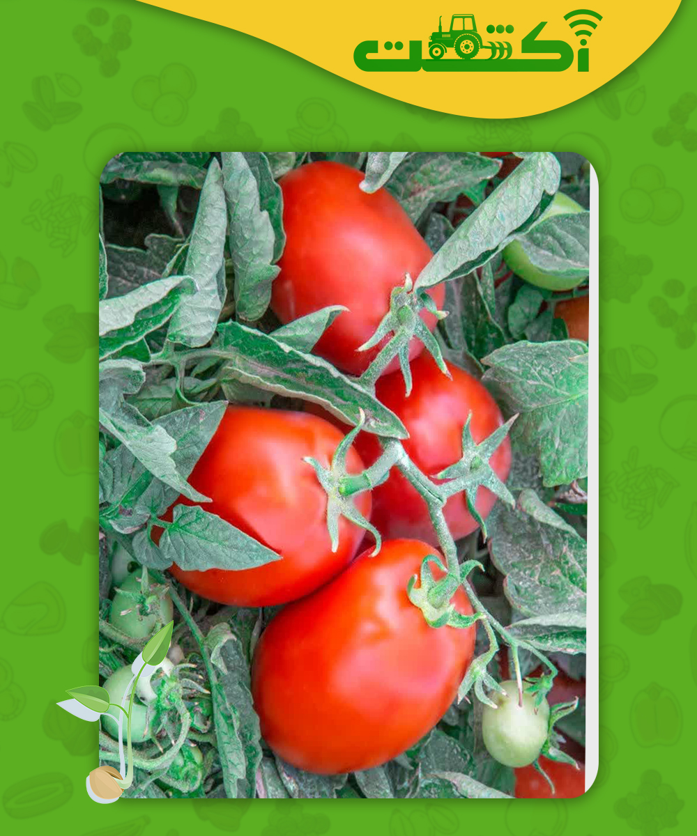 بذر گوجه ارم عکس بذر گوجه ارم