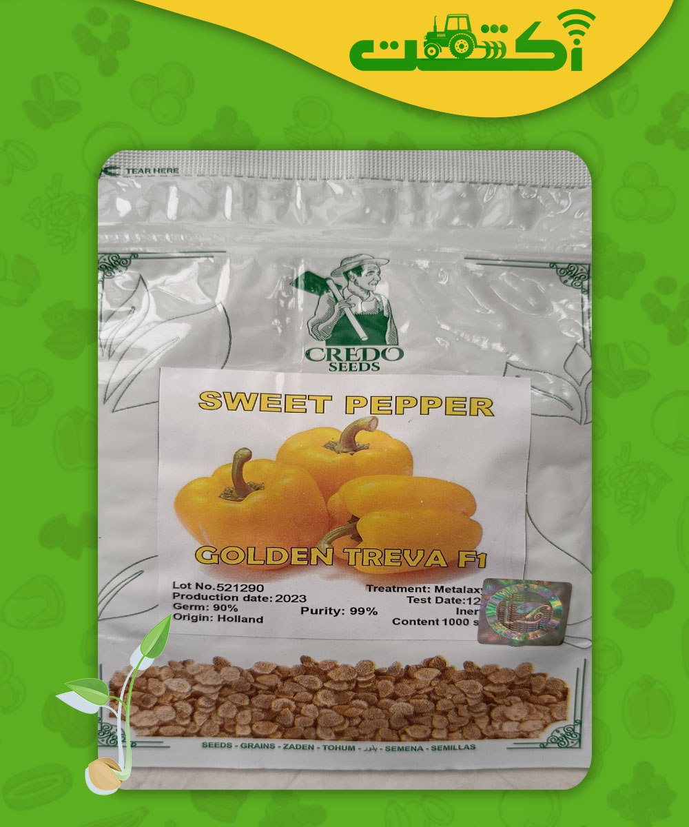 بذر فلفل دلمه گلخانه ای زرد گلدن تروا عکس پاکت بذر فلفل دلمه گلخانه ای زرد گلدن تروا
