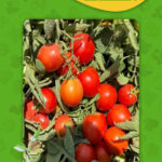 عکس گوجه ماتادور