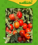 عکس گوجه ماتادور
