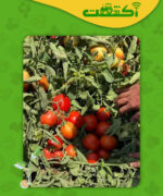 باردهی بوته گوجه ماتادور