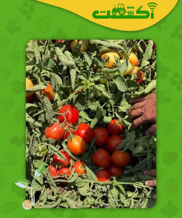 باردهی بوته گوجه ماتادور
