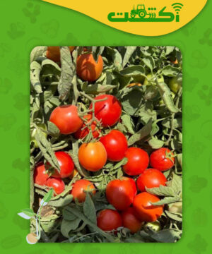 عکس گوجه پربار