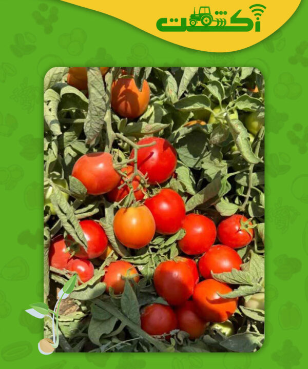 عکس گوجه پربار