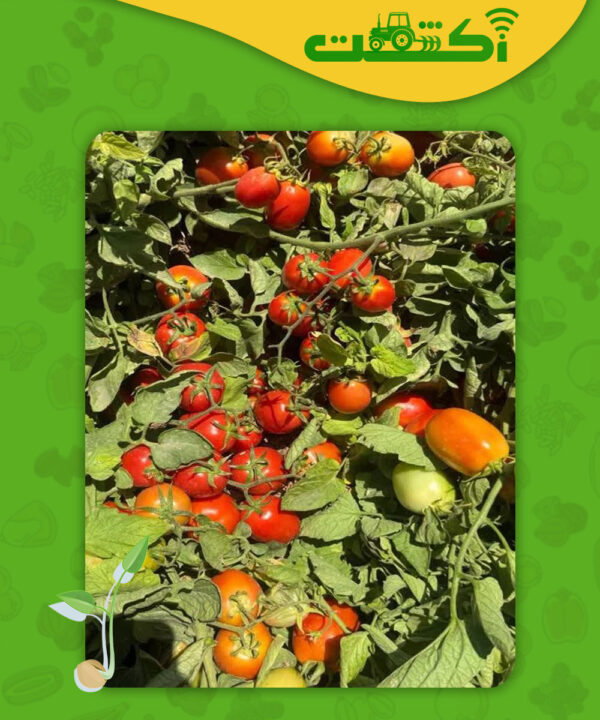 عکس بوته گوجه پربار