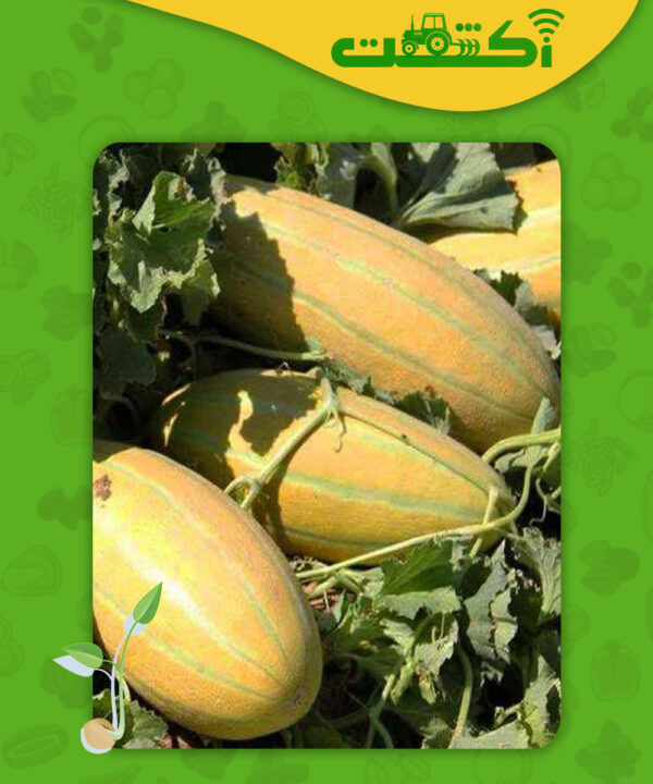 خربزه خاتونی آراگون