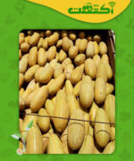 خربزه مشهدی آراگون