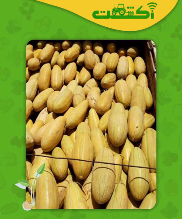 خربزه مشهدی آراگون