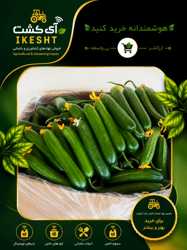 نمونه بار خیار نوح