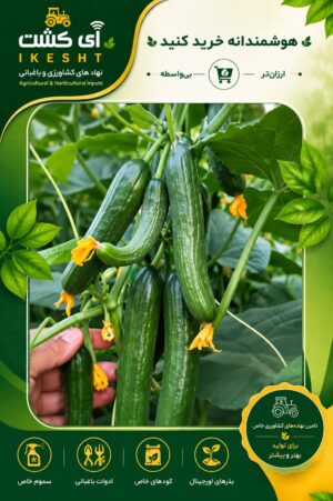 عکس میوه خیار ناجم